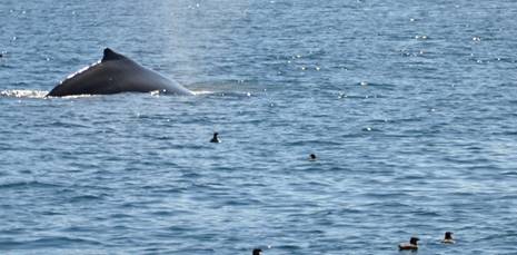 A whale in Blackfish Sound