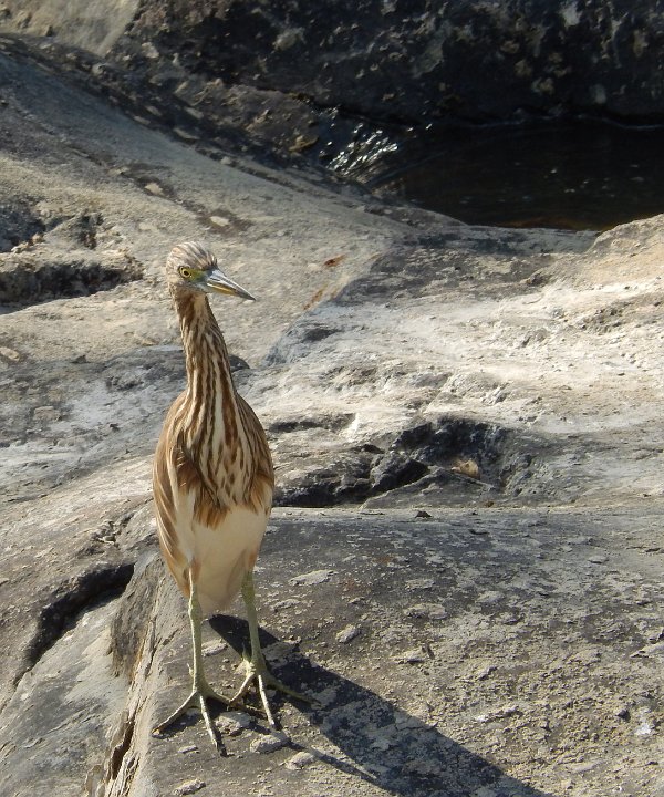 heron