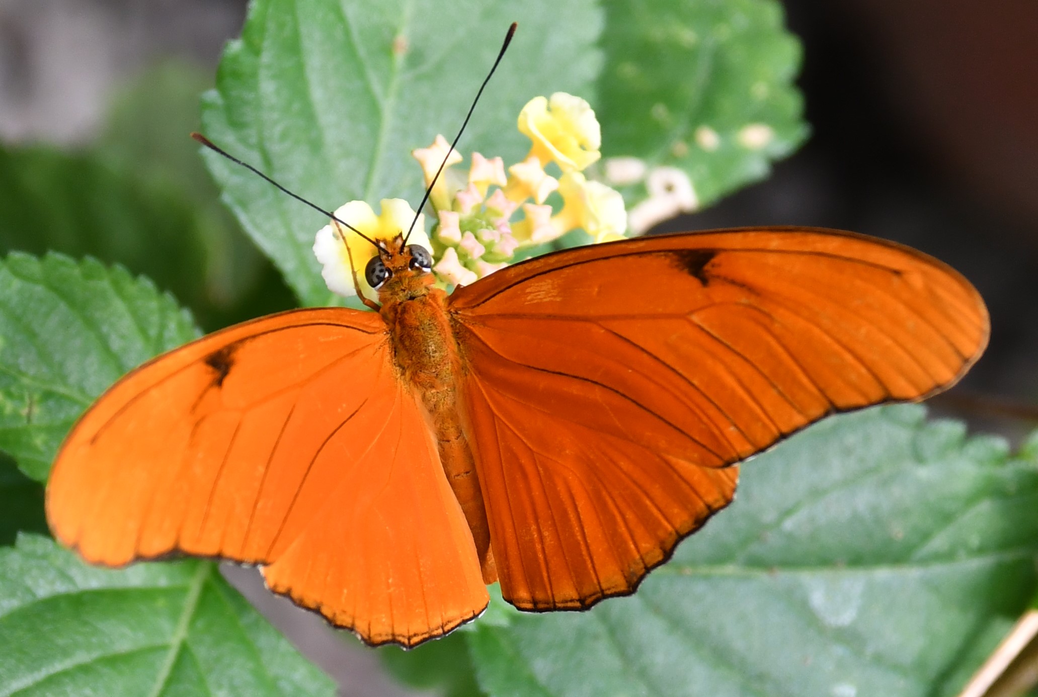butterfly