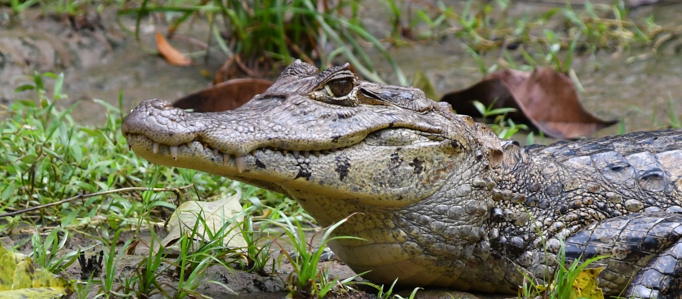 caiman