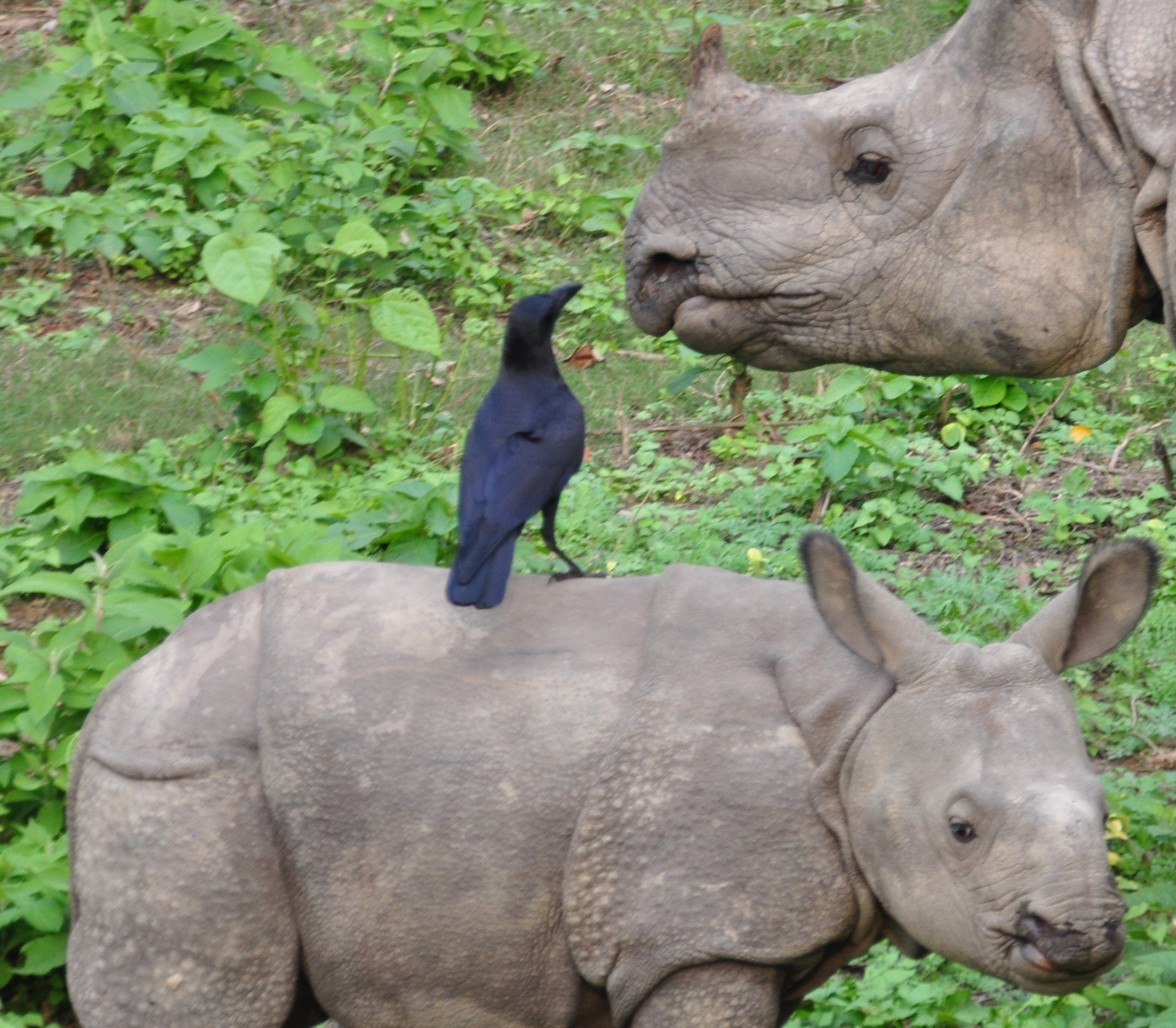 baby Indian rhino 