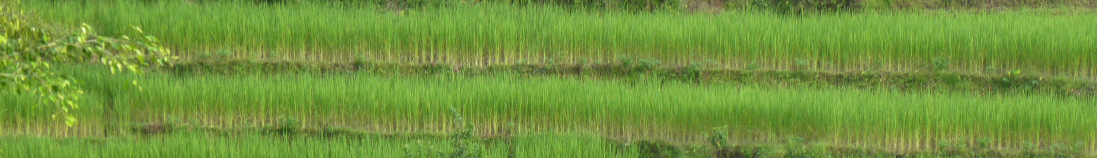 Rice paddy