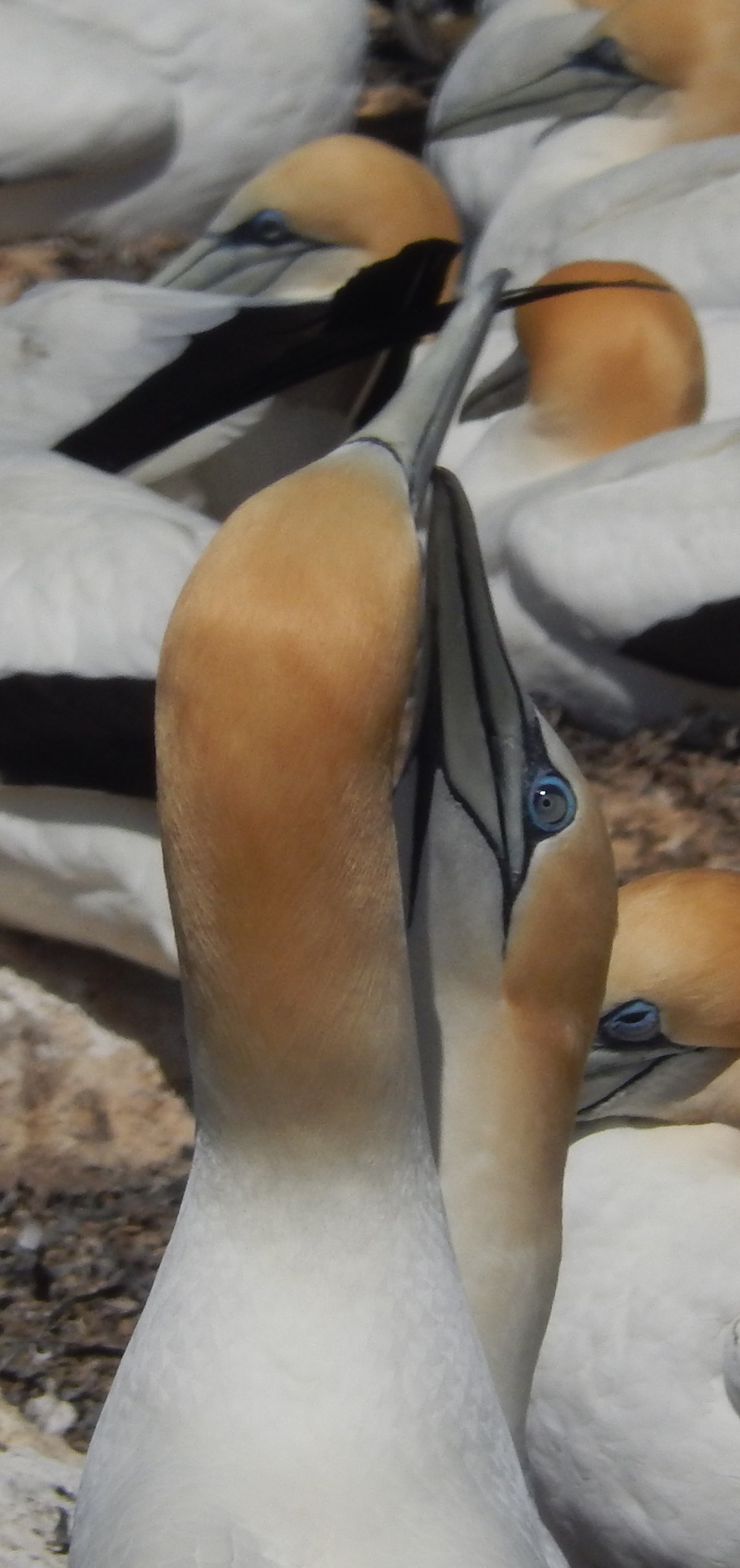 Gannets