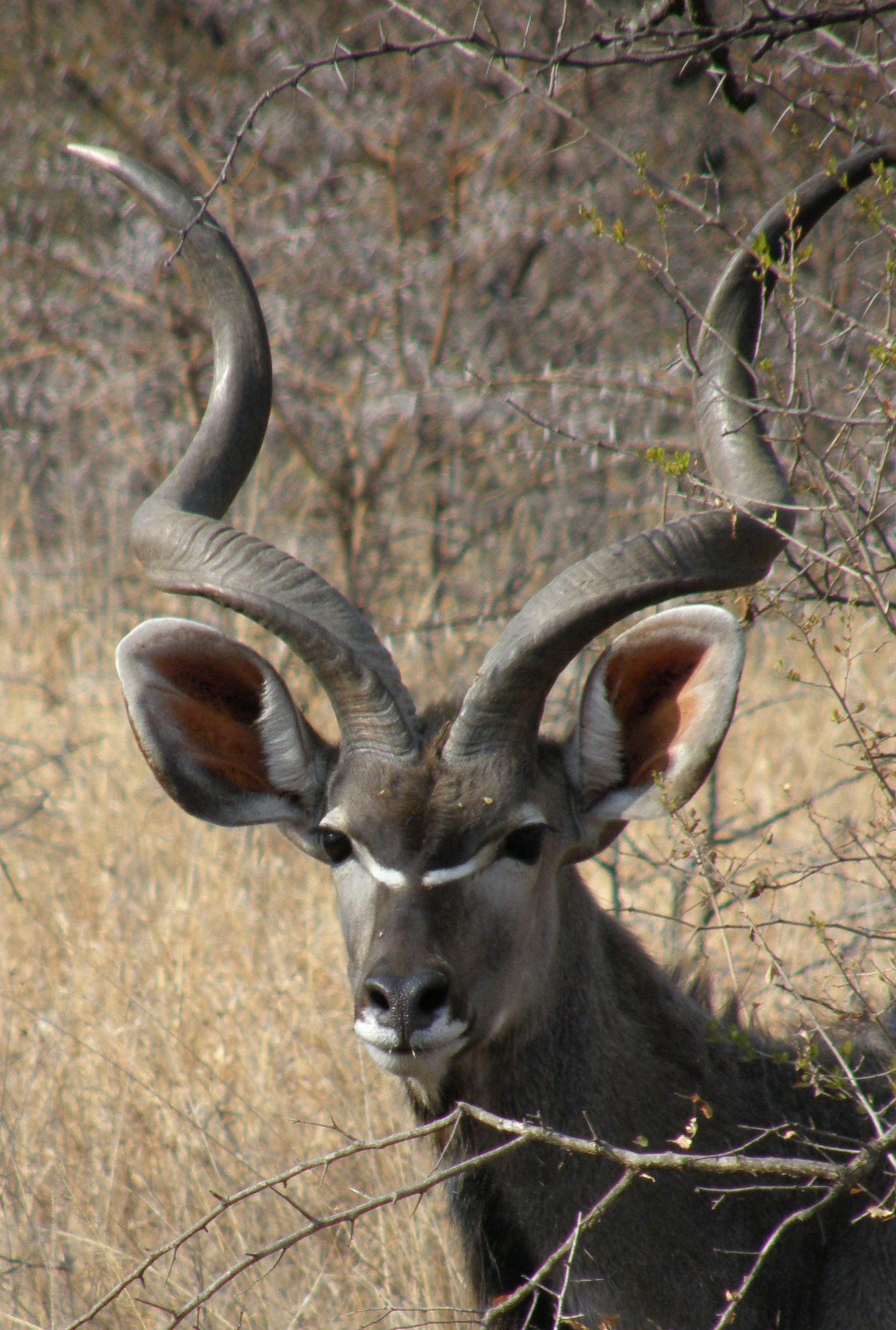 Kudu